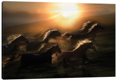 Morning Gallop Canvas Art Print - Horse Art