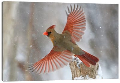Snow Storm Canvas Art Print - Cardinal Art