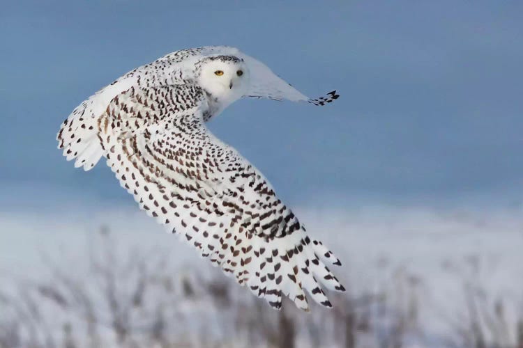 Snowy Owl