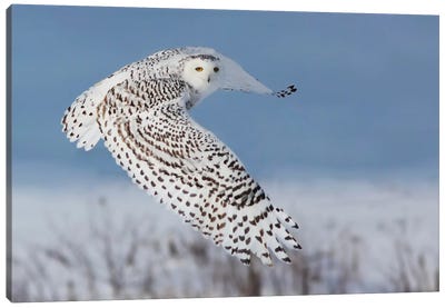 Snowy Owl Canvas Art Print - Owl Art