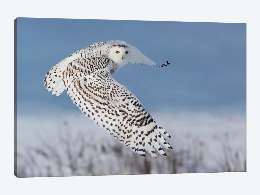 Snowy Owl 1-piece Canvas Print