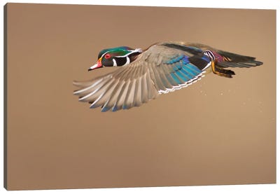 Wood Duck Canvas Art Print - The Art of the Feather