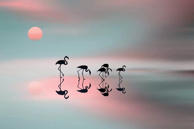 A Family Of Flamingos