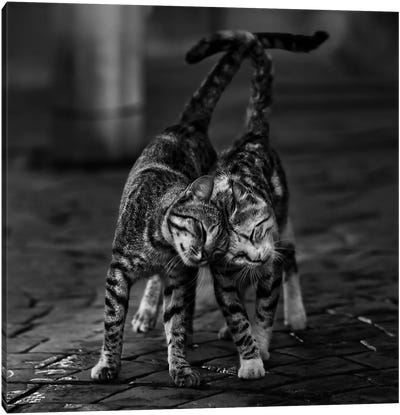 Untitled Canvas Art Print - Animal & Pet Photography