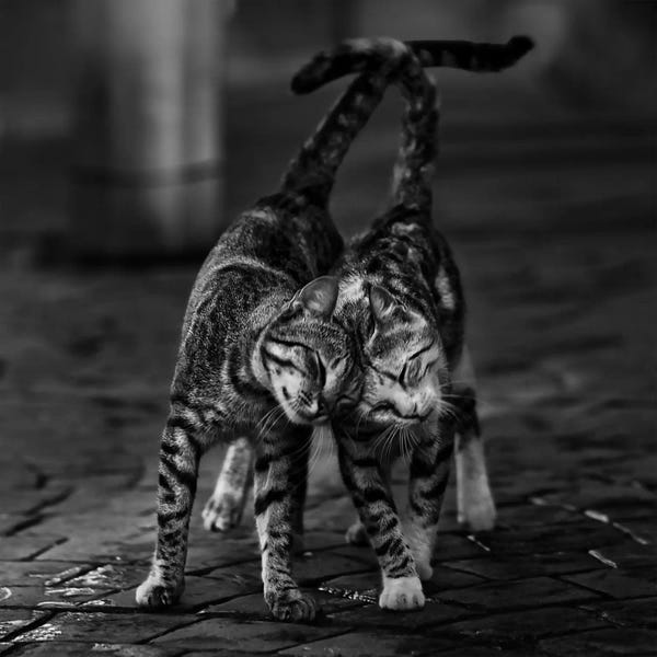 Tabbies: Untitled by Nebula