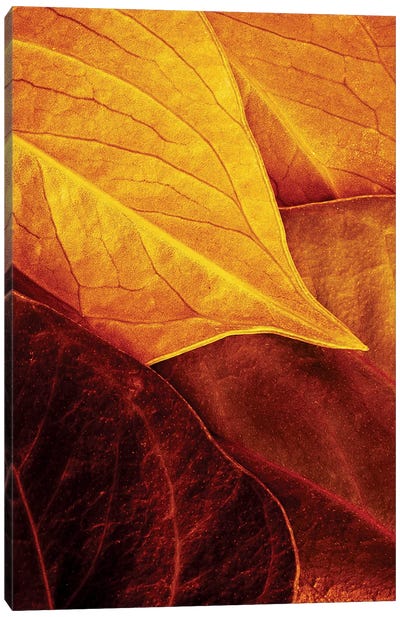 Leaves Canvas Art Print - Colors of Fall