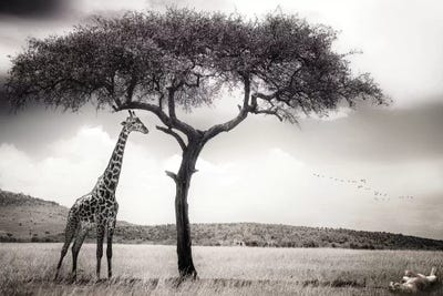 Giraffes