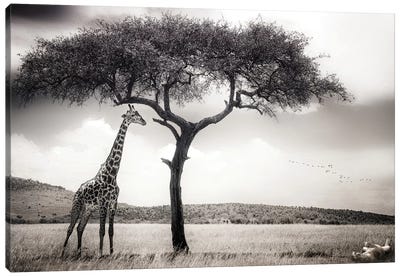 Under The African Sun Canvas Art Print - Giraffe Art