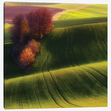 Green Fields Canvas Print #OXM1975} by Piotr Krol Canvas Print