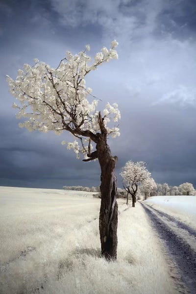 Fine Art Photography: Irenka by Piotr Krol