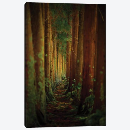 Forest Canvas Print #OXM2044} by Rui Caria Art Print