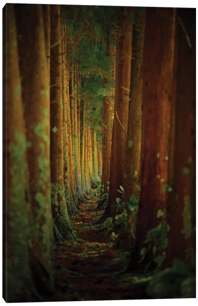 Forest Canvas Art Print - Forest Bathing