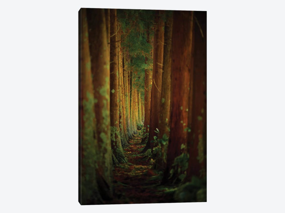 Forest by Rui Caria 1-piece Canvas Art Print
