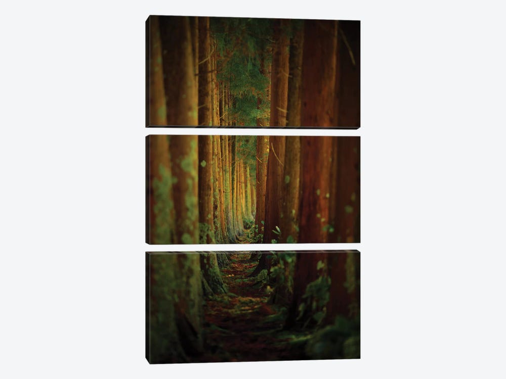 Forest by Rui Caria 3-piece Canvas Art Print