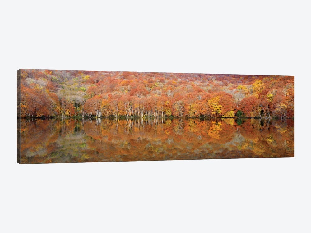Glowing Autumn by Sho Shibata 1-piece Canvas Wall Art