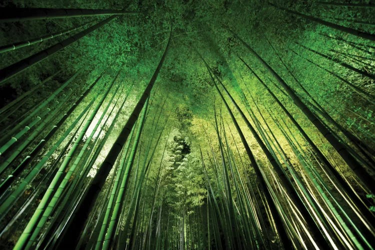 Bamboo Night by Takeshi Marumoto wall art