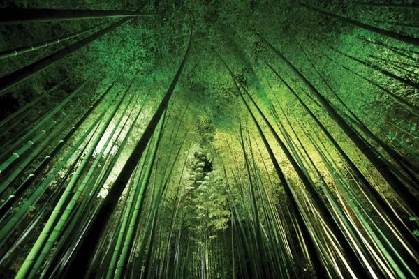Zen Décor: Bamboo Night by Takeshi Marumoto