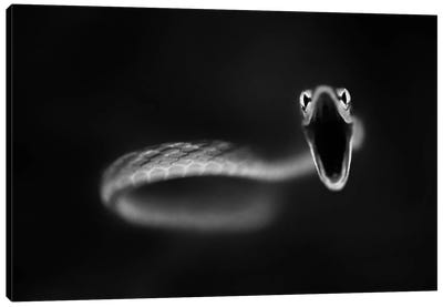 Vine Snake Strike Canvas Art Print - Minimalist Wildlife Photography