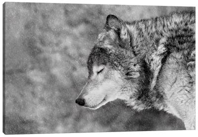Let It Snow Canvas Art Print - Wolf Art
