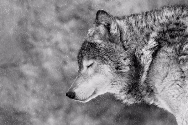 Wolves: Let It Snow by Victoria Ivanova