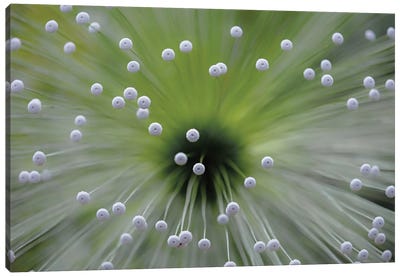 Green And White II Canvas Art Print - Nature Close-Up Art