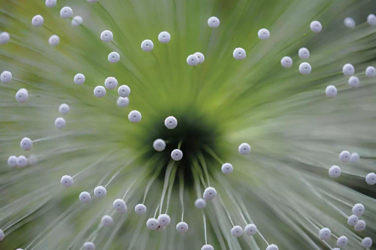 Green And White II