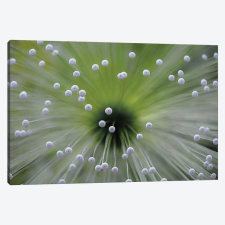 Green And White II Canvas Print #OXM2203} by Wave Faber Canvas Art