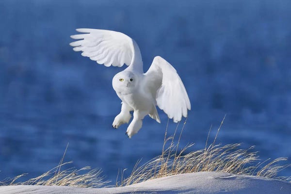 1x.com: White Spirit Demon by Wei Tang