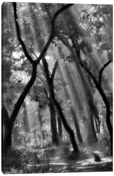 Enchanted Forest... Canvas Art Print - Black & White Scenic
