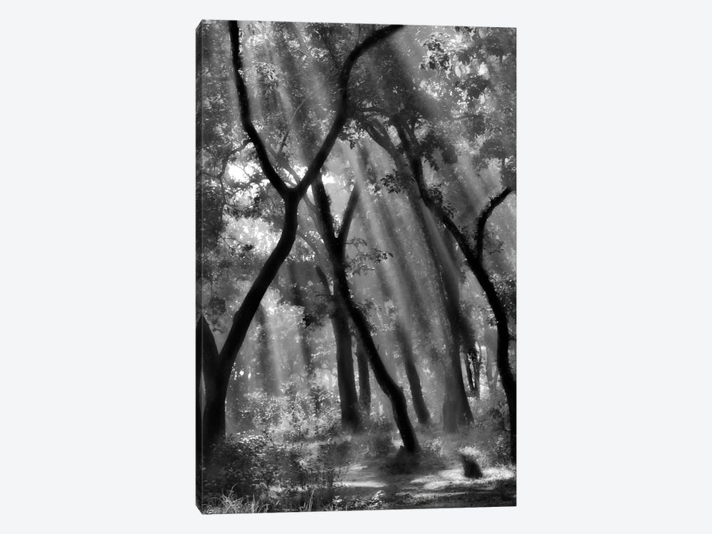 Enchanted Forest... by Yvette Depaepe 1-piece Canvas Wall Art