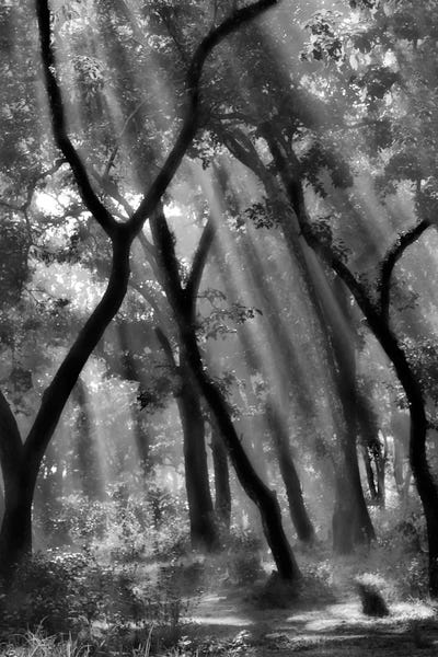 Scenic & Landscapes: Enchanted Forest... by Yvette Depaepe