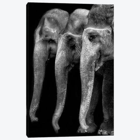 Nature's Great Masterpiece: An Elephant, The Only Harmless Great Thing... Canvas Print #OXM2255} by Yvette Depaepe Canvas Art