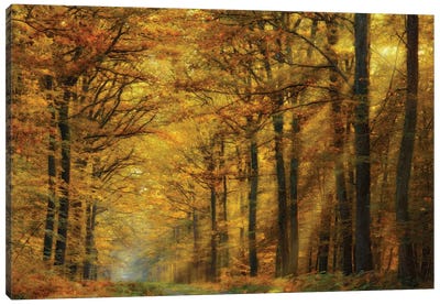 Enchanted Forest Canvas Art Print - Forest Bathing