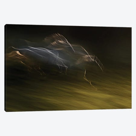 Gallop With Wind Canvas Print #OXM2337} by Milan Malovrh Canvas Art Print