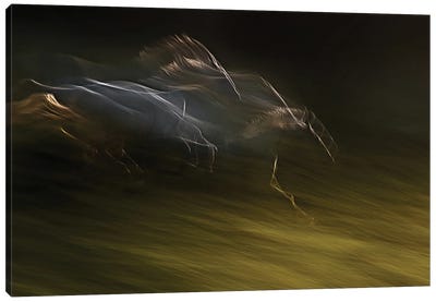 Gallop With Wind Canvas Art Print