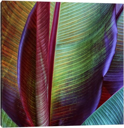 Banana Skin Canvas Art Print - Tropical Leaf Art