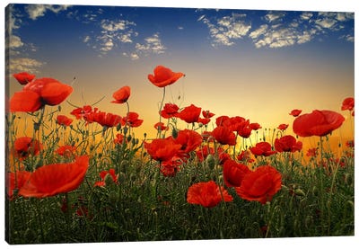 Poppies Canvas Art Print - 1x Floral and Botanicals