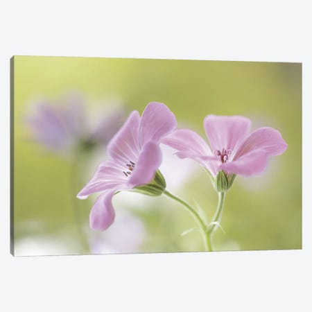 Pink Melody Canvas Print #OXM254} by Mandy Disher Canvas Artwork