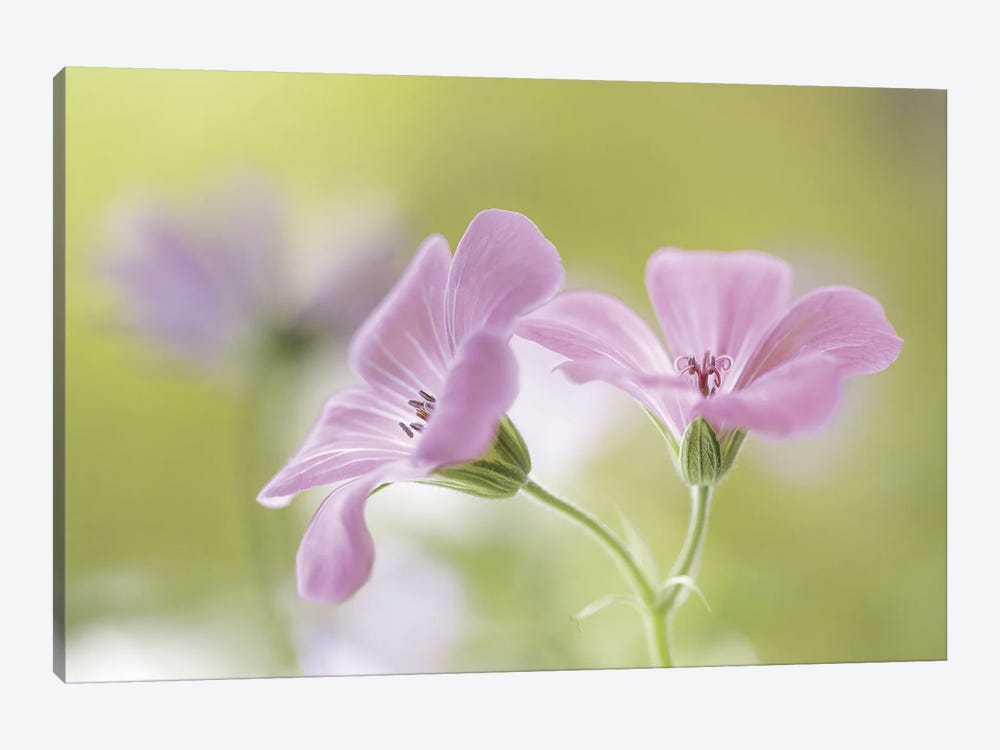 Pink Melody by Mandy Disher 1-piece Canvas Print