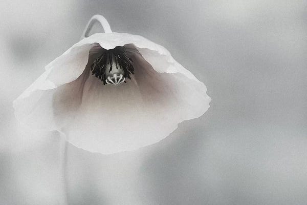 Poppies: Ephemeral Beauty by Piet Flour