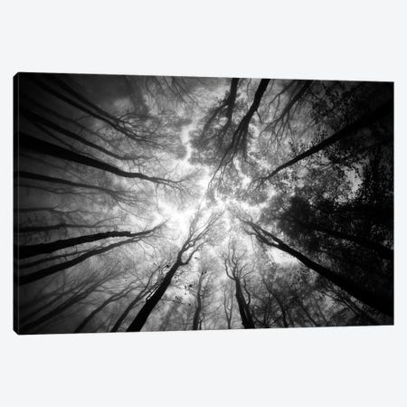 Tree Tops Canvas Print #OXM2676} by Ajven Canvas Artwork