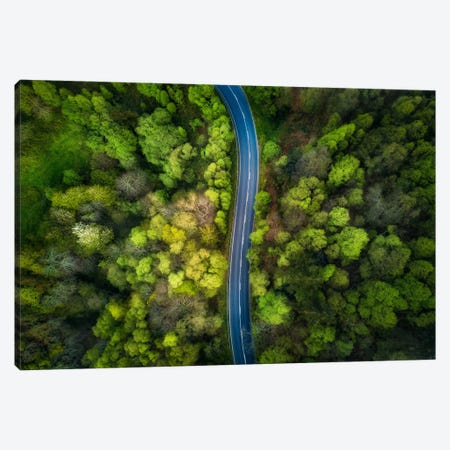 Road In The Forest Canvas Print #OXM2679} by Alfonso Maseda Varela Canvas Art Print