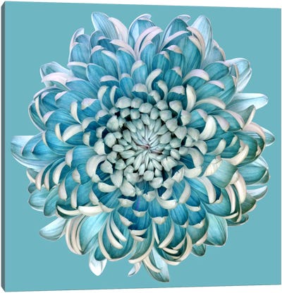 Blue Chrysanth Canvas Art Print - Turquoise Art