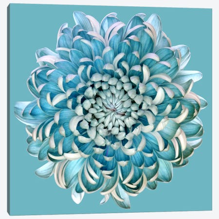 Blue Chrysanth Canvas Print #OXM2706} by Brian Haslam Canvas Art