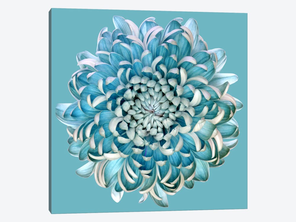 Blue Chrysanth by Brian Haslam 1-piece Canvas Wall Art