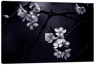 Petite Fleur de Mes Nuits Canvas Art Print - Almond Blossoms