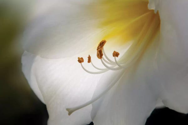 Amaryllis: Amaryllis by Franz Schumacher