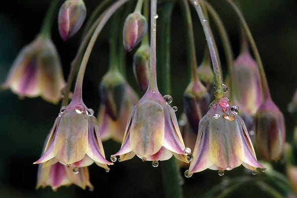 Scenic & Landscapes: Dew Bells by Jacky Parker