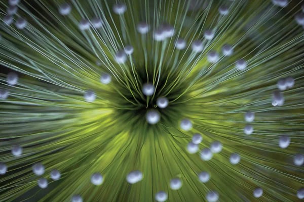 Macro Photography: Inverted Commas by Wave Faber