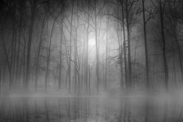Black & White Florals: Morning Mist by Beth Lutz